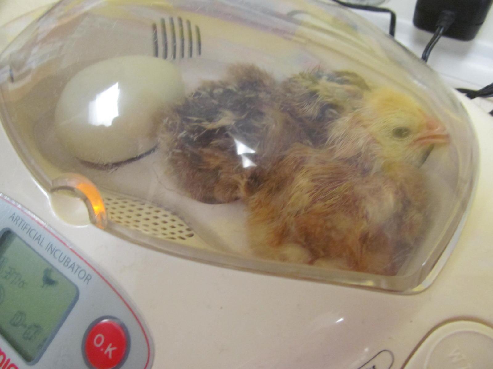 Two of the chicks that hatched in the back of Mrs. Munger's third-grade classroom at Cunniff Elementary School in Watertown, Mass., on June 2, 2015.