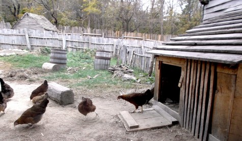 There are many farm animals living in the Pilgrim village at Plimoth Plantation (Oct. 28, 2015). 
