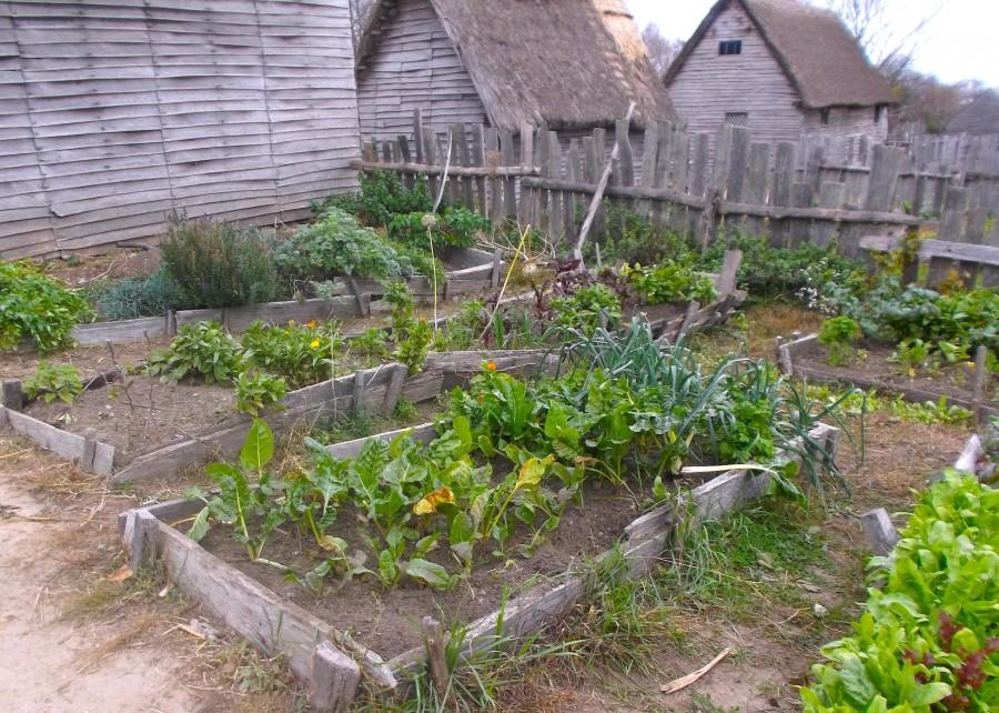 A garden in the Pilgrim village at Plimoth Plantation on Oct. 28, 2015. 