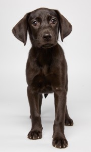 Alanis, who will be competing in the Puppy Bowl this Sunday, is one of the dogs rescued by The Sato Project and adopted through its Boston sanctuary in Dedham. Puppy Bowl X will air Sunday, Feb. 2, starting at 3 p.m., on Animal Planet.