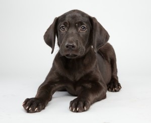 Artemis, who will be competing in the Puppy Bowl this Sunday, is one of the dogs rescued by The Sato Project and adopted through its Boston sanctuary in Dedham. Puppy Bowl X will air Sunday, Feb. 2, starting at 3 p.m., on Animal Planet.