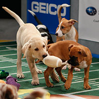 Scenes from Animal Planet's Puppy Bowl X, airing Sunday, Feb. 2 starting at 3 p.m.