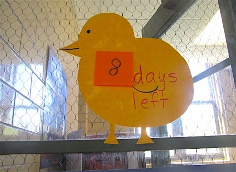 The countdown calendar for when the chicks may hatch in Ms. Munger's third-grade classroom at Cunniff Elementary School in Watertown, Mass.