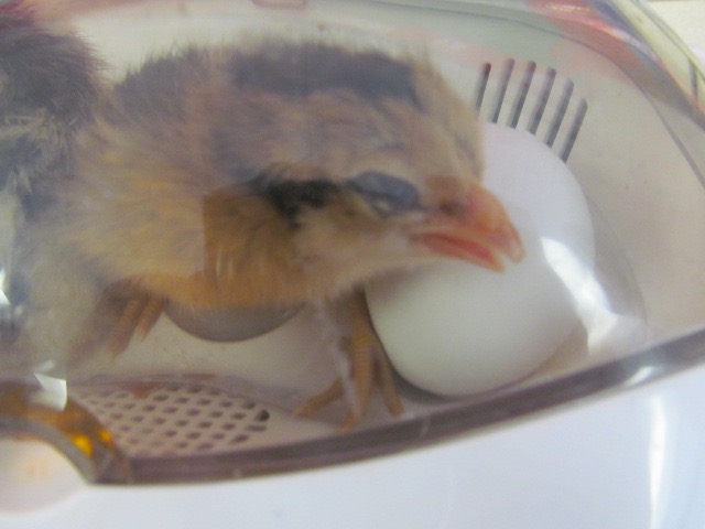 Meet+Bobo%2C+Buttercup%2C+and+Chicklet%21